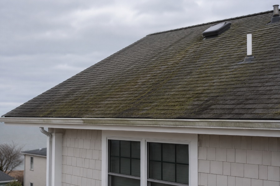 Residential rooftop with architectural shingles showing visible moss and algae streaking under soft overcast light in a subtle coastal New Jersey setting.